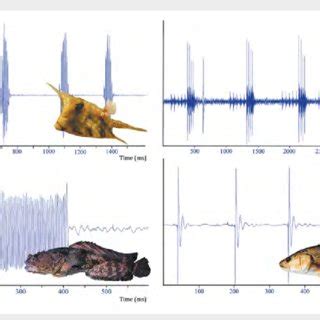 Unraveling the Physiology of the Music Fish's Sound Production